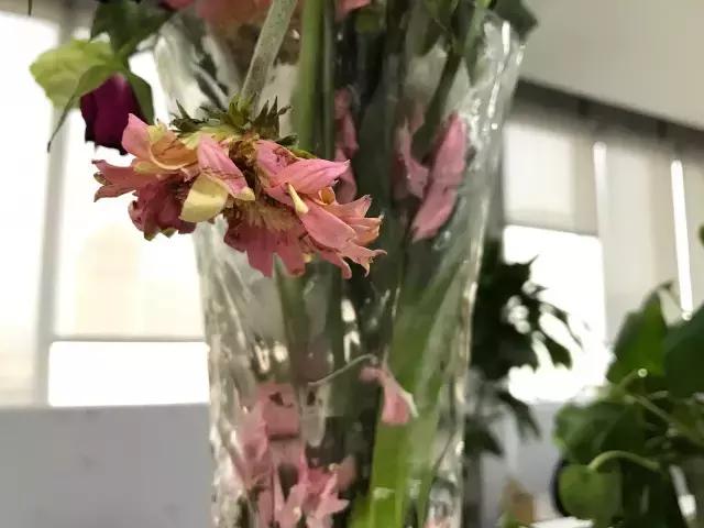 成都鲜花包月99每月4次,花费上万测评1个月