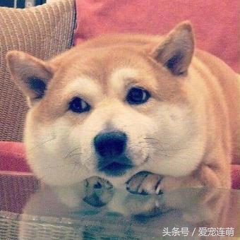 带秋田犬旅行,秋田犬不运动有影响吗