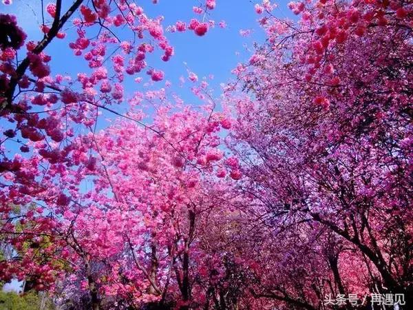 樱花季攻略,樱花季攻略赤丸