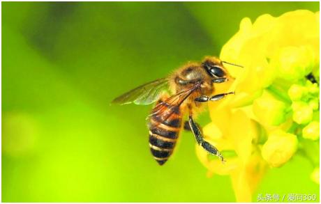 它是天然的润喉食物,春季养血润燥的食物