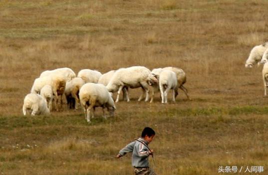 放羊娃拾金蛋的故事,放羊娃故事完整