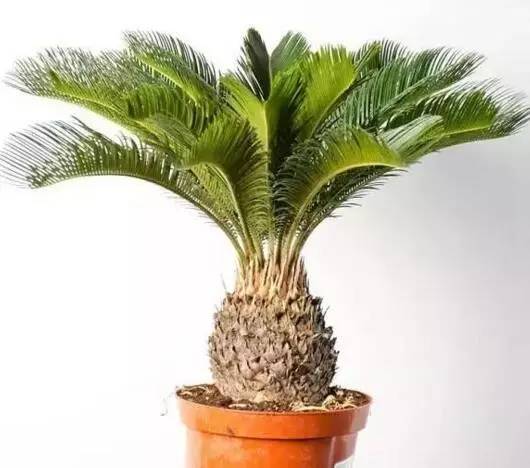 家有萌宠专治各种动物,家有萌宠专治什么病