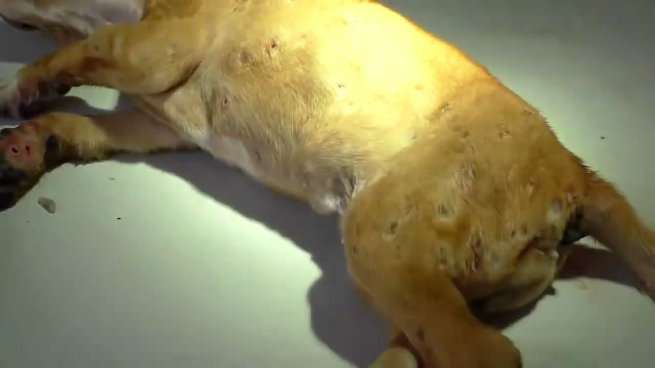 怎么才能防止狗狗走丢,什么方法防止狗狗走丢了