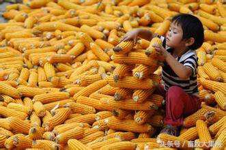 3月17日行情综评:鸡价再度大涨蛋价稳步小涨猪价仍需等待