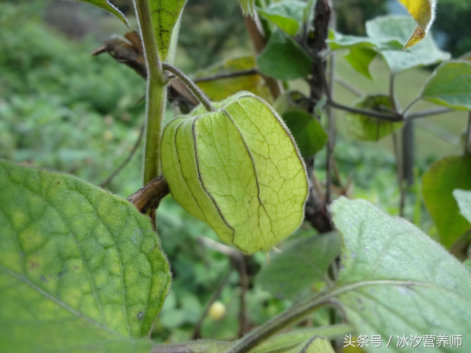 和灯笼果一样的果子,有一种果子像灯笼一样
