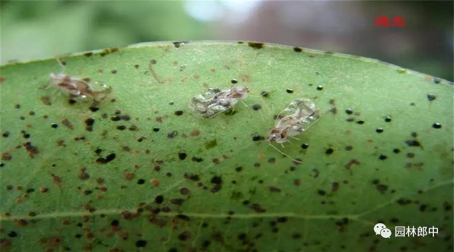 香樟黄化治疗方法,香樟树苗黄化病可以喷啤酒吗