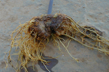 牡丹的害虫防治方法,猪笼草常见病虫害