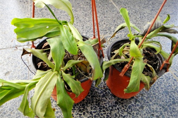 猪笼草叶枯萎,猪笼草幼苗枯萎怎么回事