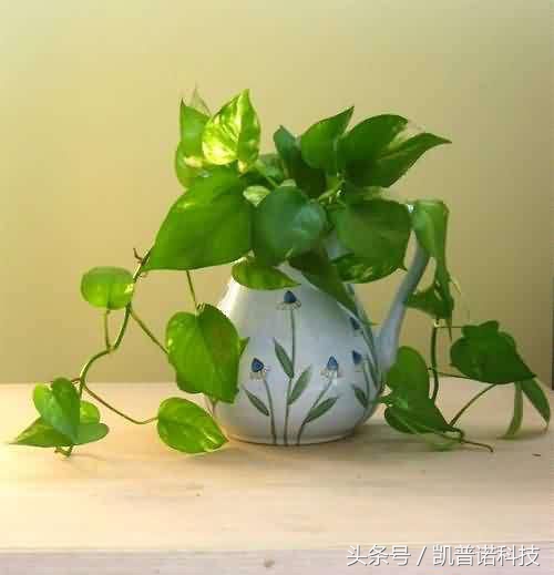 领导办公室适合养什么植物,办公室适合养什么花和植物好风水