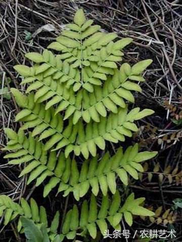 常用中草药原色图谱,中草药彩色图谱书籍