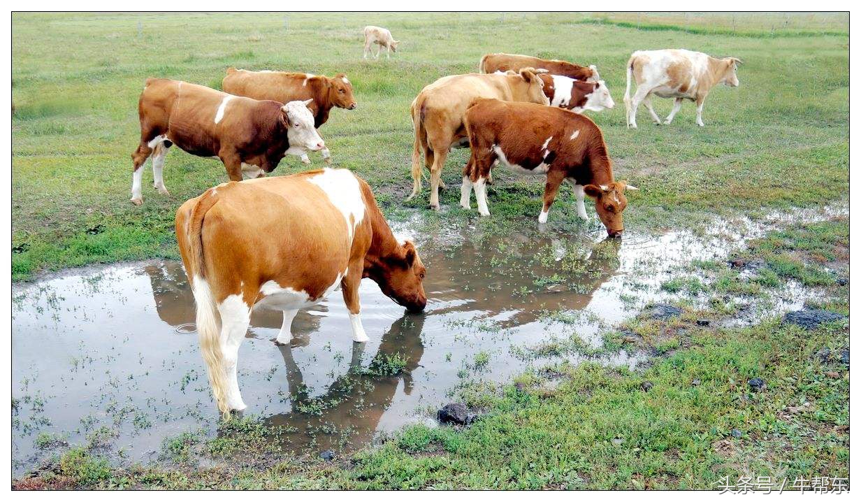 犊牛肺炎的防治措施,犊牛肺炎治疗效果
