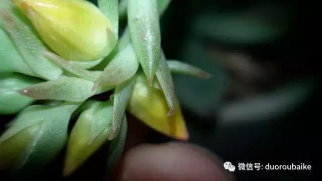 小心！这些坏蛋会吃多肉哦！