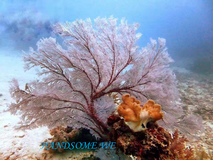 没水母湖的帕劳,帕劳水母湖怎么去