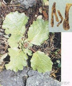 常用中草药原色图谱,中草药彩色图谱书籍