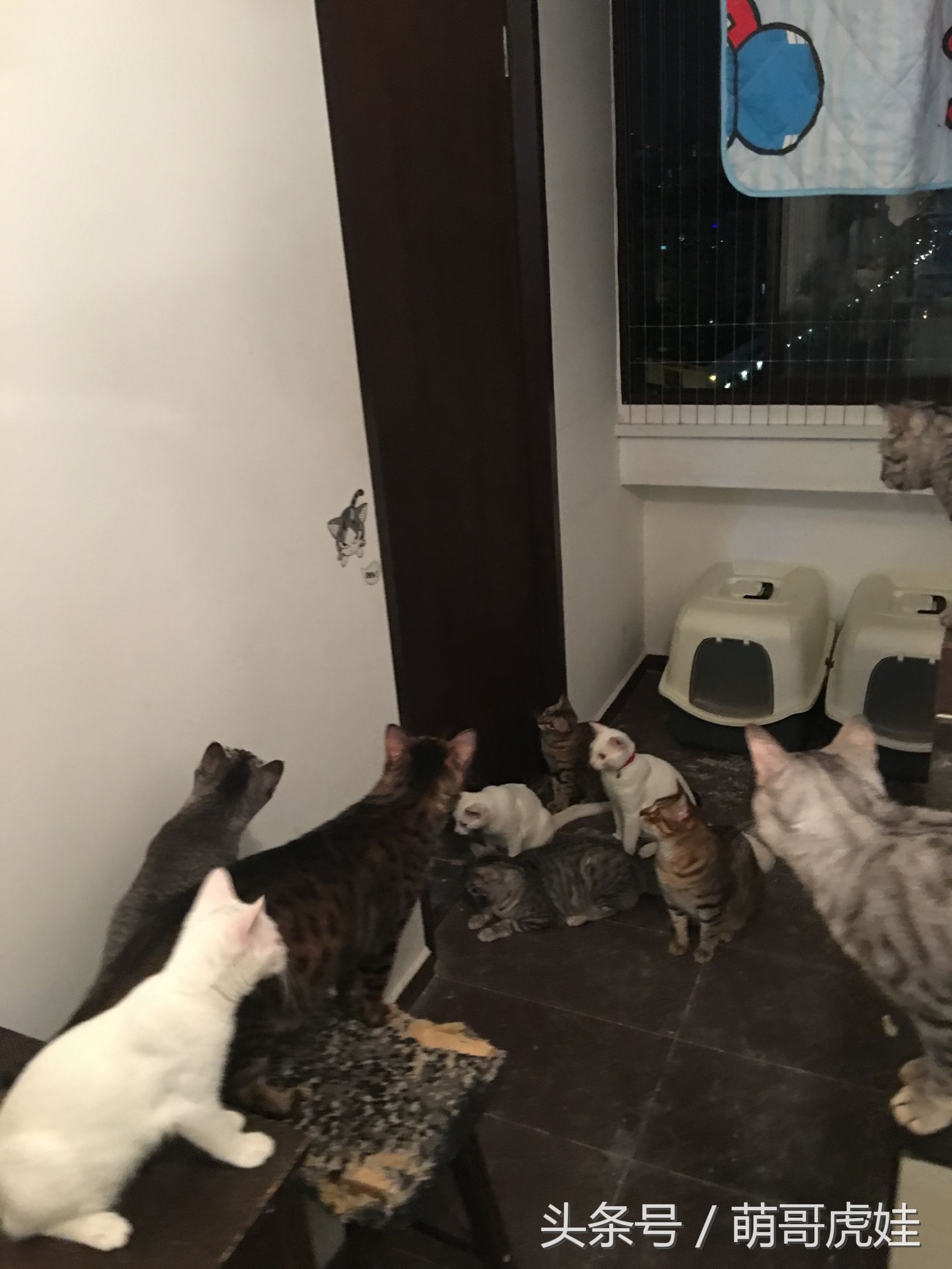 被铲屎官惊到的喵星人,喵星人在铲屎官吃饭的时候捣乱