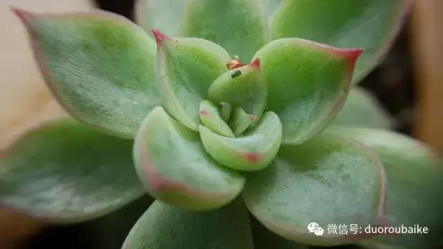 小心！这些坏蛋会吃多肉哦！