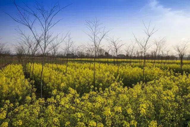 铜陵市顺安镇在铜陵怎么样,铜陵顺安镇