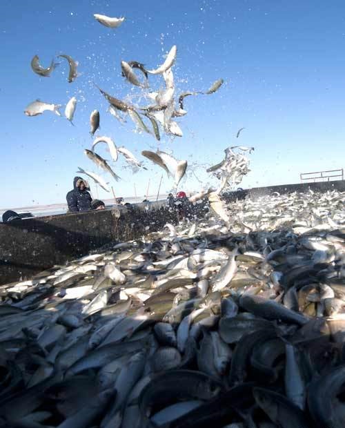 达里诺尔湖鸟类排名,鸟类的天堂达里诺尔湖