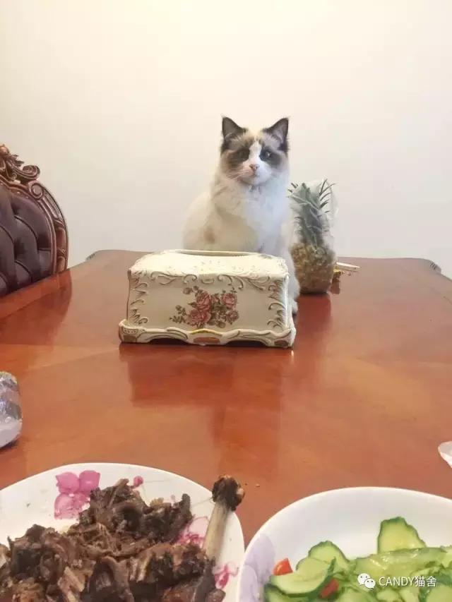 布偶幼猫毛打结了怎么办,布偶幼猫毛灰