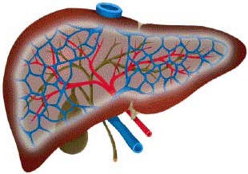 健康系列——病毒性肝炎(甲肝、乙肝)传染途径和注意事项