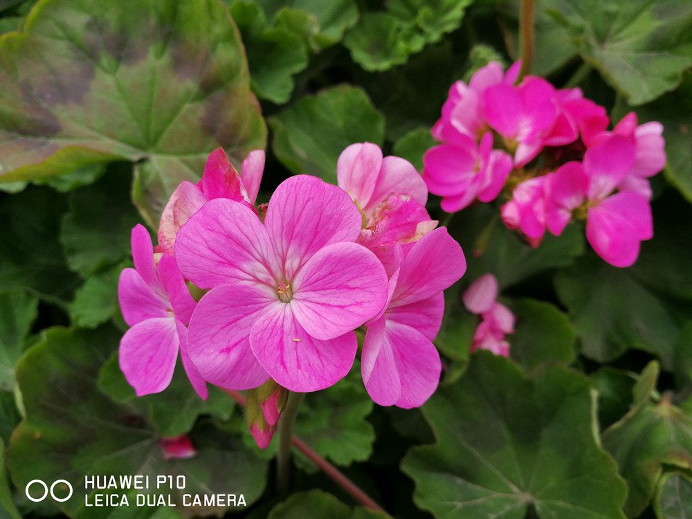 华为p10徕卡双摄怎么用,华为p10徕卡照相技巧