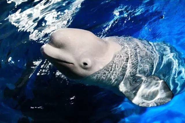 杭州极地海洋游玩图,杭州极地海洋世界旅游攻略