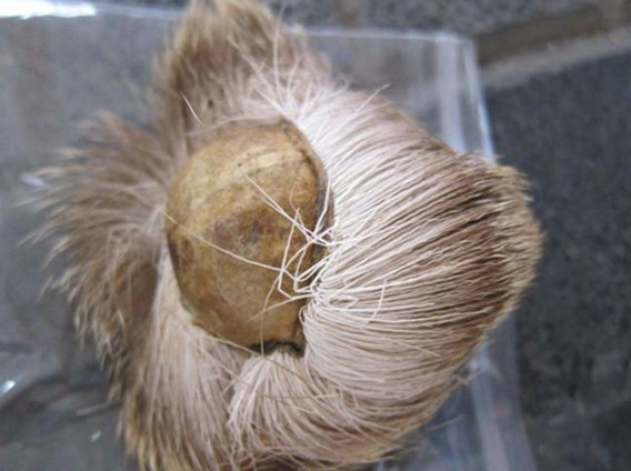 它们都是鼻炎的克星，但很多人都不认识它们，更不知道它们的用处