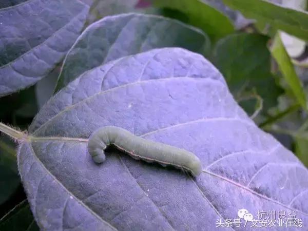 西瓜六必治瓜类六大病害一招搞定,西瓜病害六必治