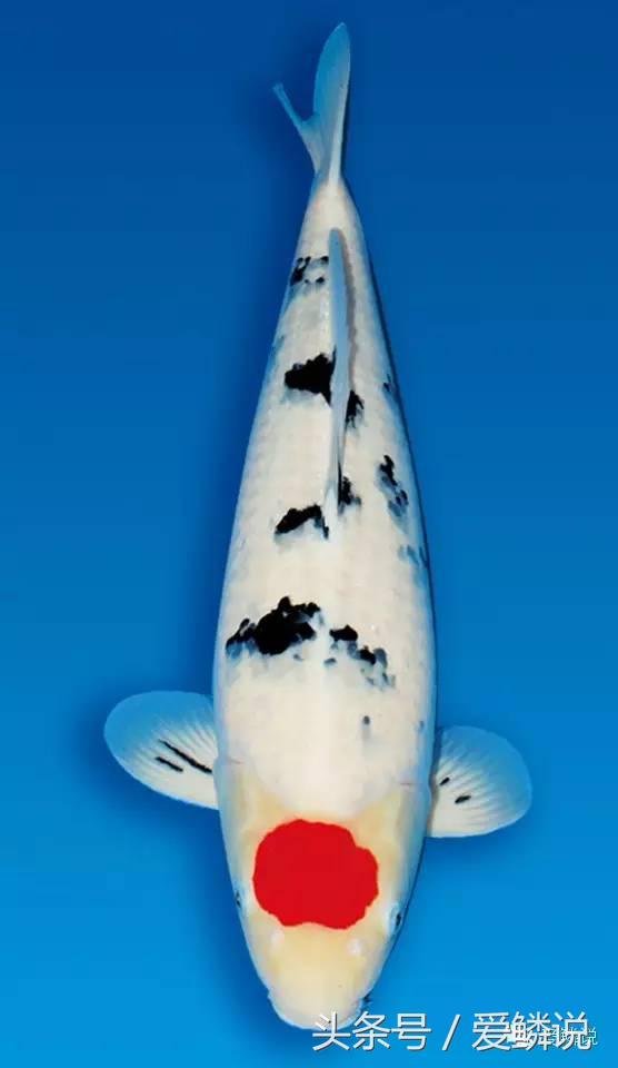 丹顶锦鲤—最有福相的鲤