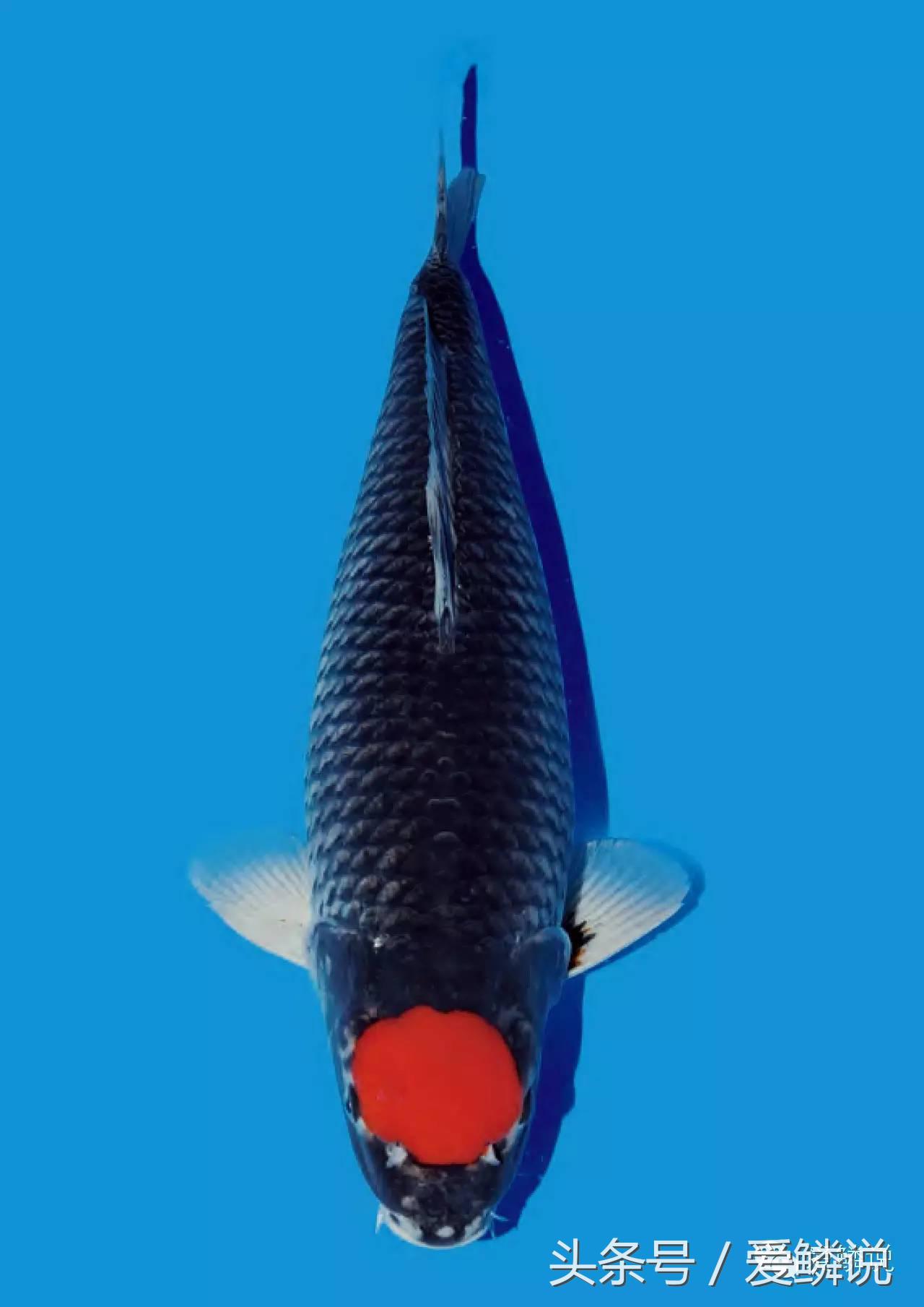 丹顶锦鲤—最有福相的鲤