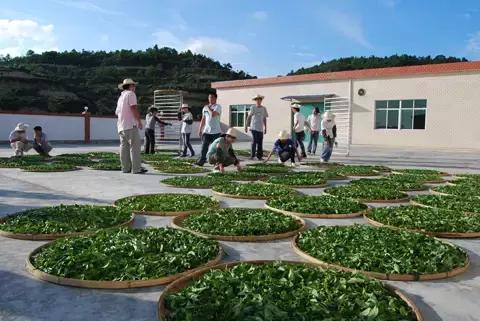 茶绿茶叶知识大全,茶知识大全龙井茶