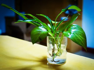 如何快速栽培绿萝花卉,如何种植扦插绿萝花卉