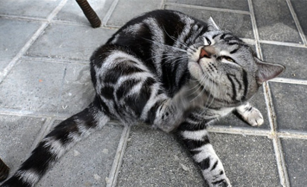 猫癣传染给人怎么治疗好得快,猫癣传染人好治吗