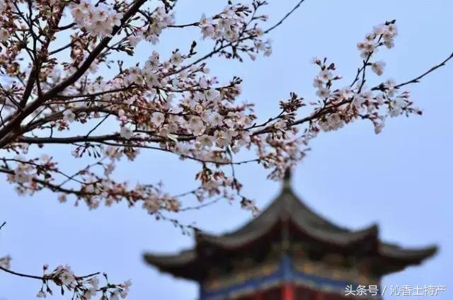 九华佛茶是九华山的特产吗,九华山佛茶是什么茶种