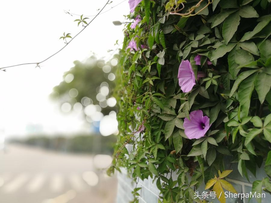 荣耀v9和p10区别,荣耀v9和p10