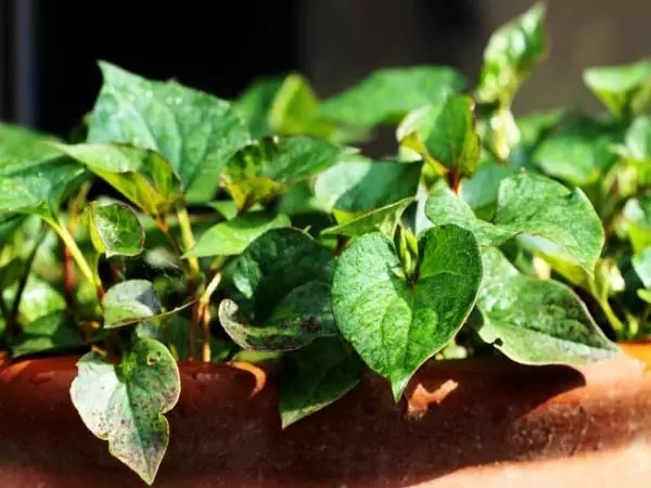 家里养的绿色植物可以净化空气吗,室内净化空气植物