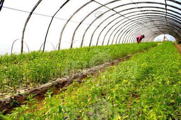 农民种菜不赚钱怎么回事,为什么农民种菜便宜卖不出去