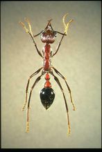 全异巨首蚁各种种类蚂蚁体型,世界上最可怕的昆虫子弹蚁