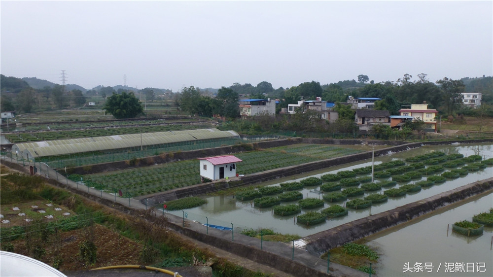 黄鳝和泥鳅可以网箱里混养吗,泥鳅黄鳝网箱养殖视频