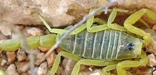 这些东西比鬼还可怕，而且任何人都有可能遇到！