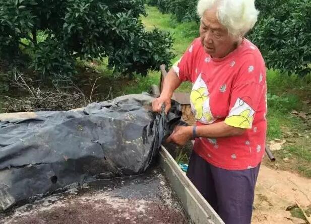 揭开酵素的神秘面纱,橙子酵素是什么