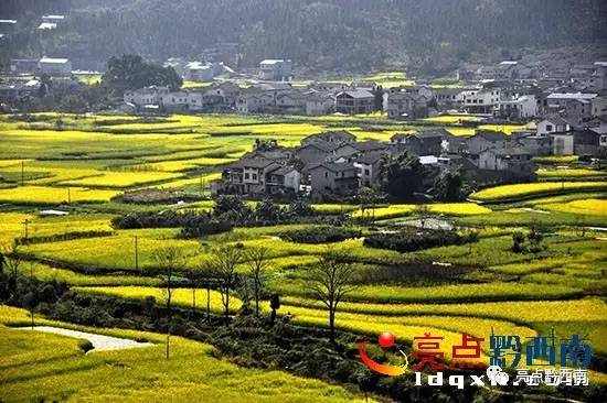 贵州万峰林油菜花怎么玩,贵州万峰林最美油菜花视频