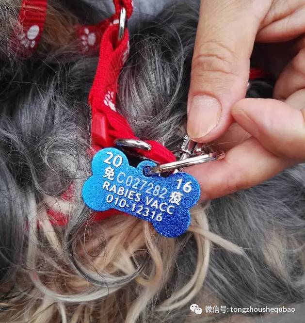 打算养狗需要准备什么,南京正规给狗打疫苗的地方