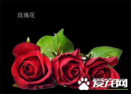 玫瑰花的花语分别是什么,玫瑰花的花语是什么短一点