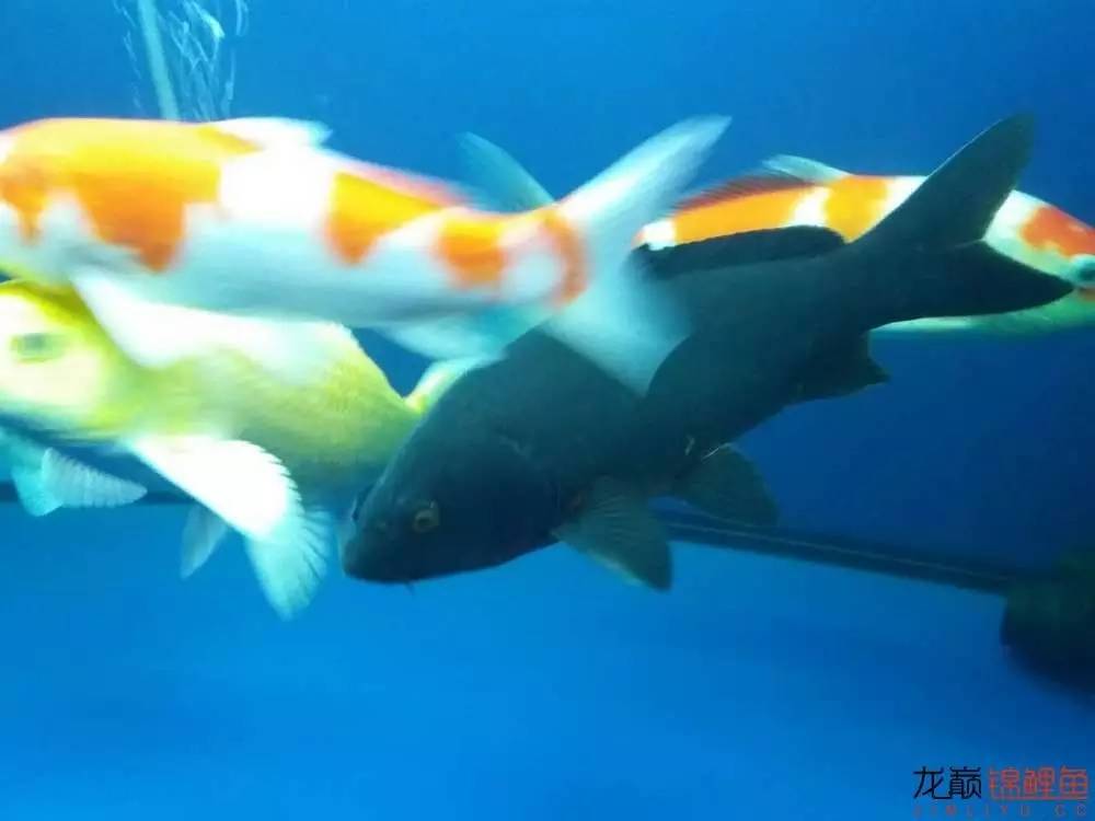 生姜加干辣椒治疗白点几天见效,治白点病用哪种干辣椒