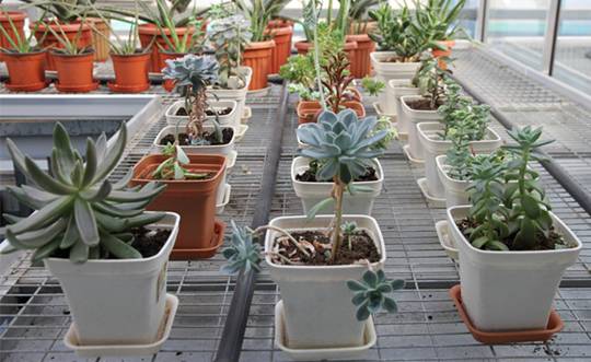 多肉植物土壤选购技巧图片,新手如何挑选多肉植物