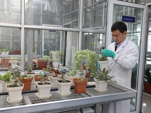 进口块根多肉植物,进口多肉植物哪里进货