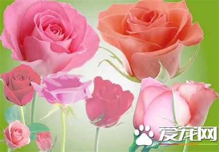 玫瑰花的花语分别是什么,玫瑰花的花语是什么短一点