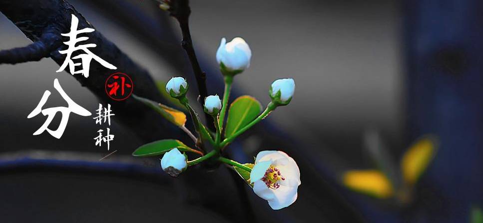 春分到蛋儿俏儿歌完整版跟唱,春分到蛋儿俏竖起鸡蛋多奇妙