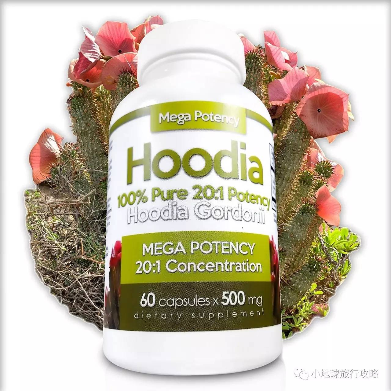 这一坨坨的仙人掌竟然跟*品毒**一样昂贵｜小地球纳马夸*博兰**物旅行日记（1）